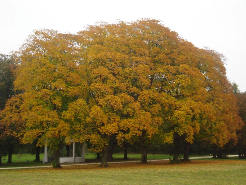Les arbres commencent à changer de couleurs