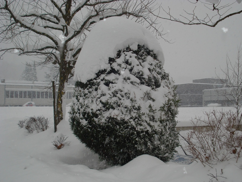 Chutes de neige sur Yverdon-les-Bains