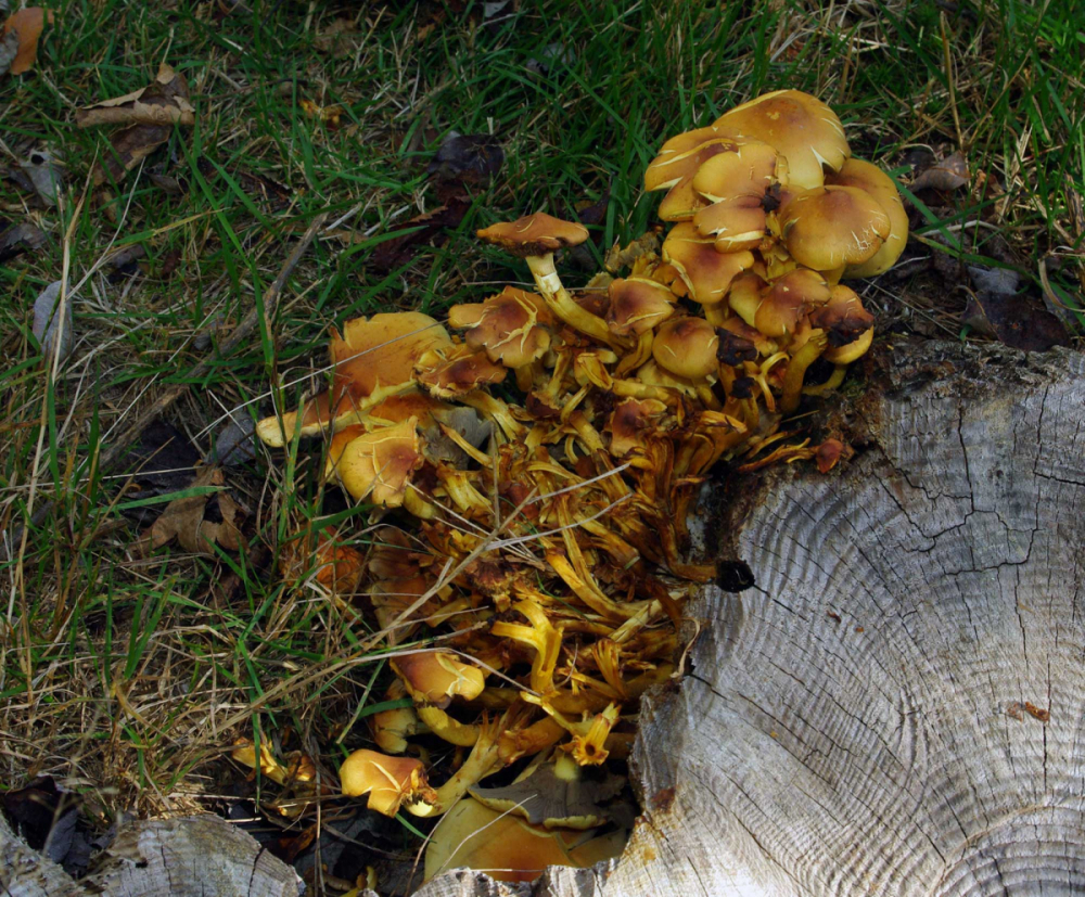 Champignons : armillaire couleur de miel