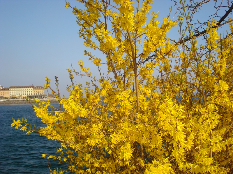 Forsythias en fleur sur les rives du Lac de Neuchâtel