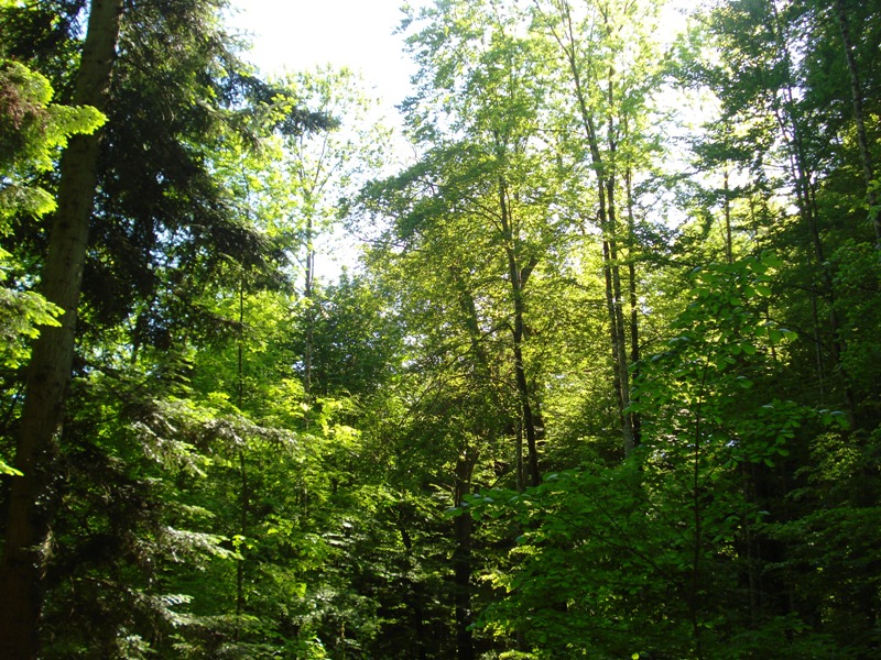 Les arbres sont vert et apportent de la fraicheur
